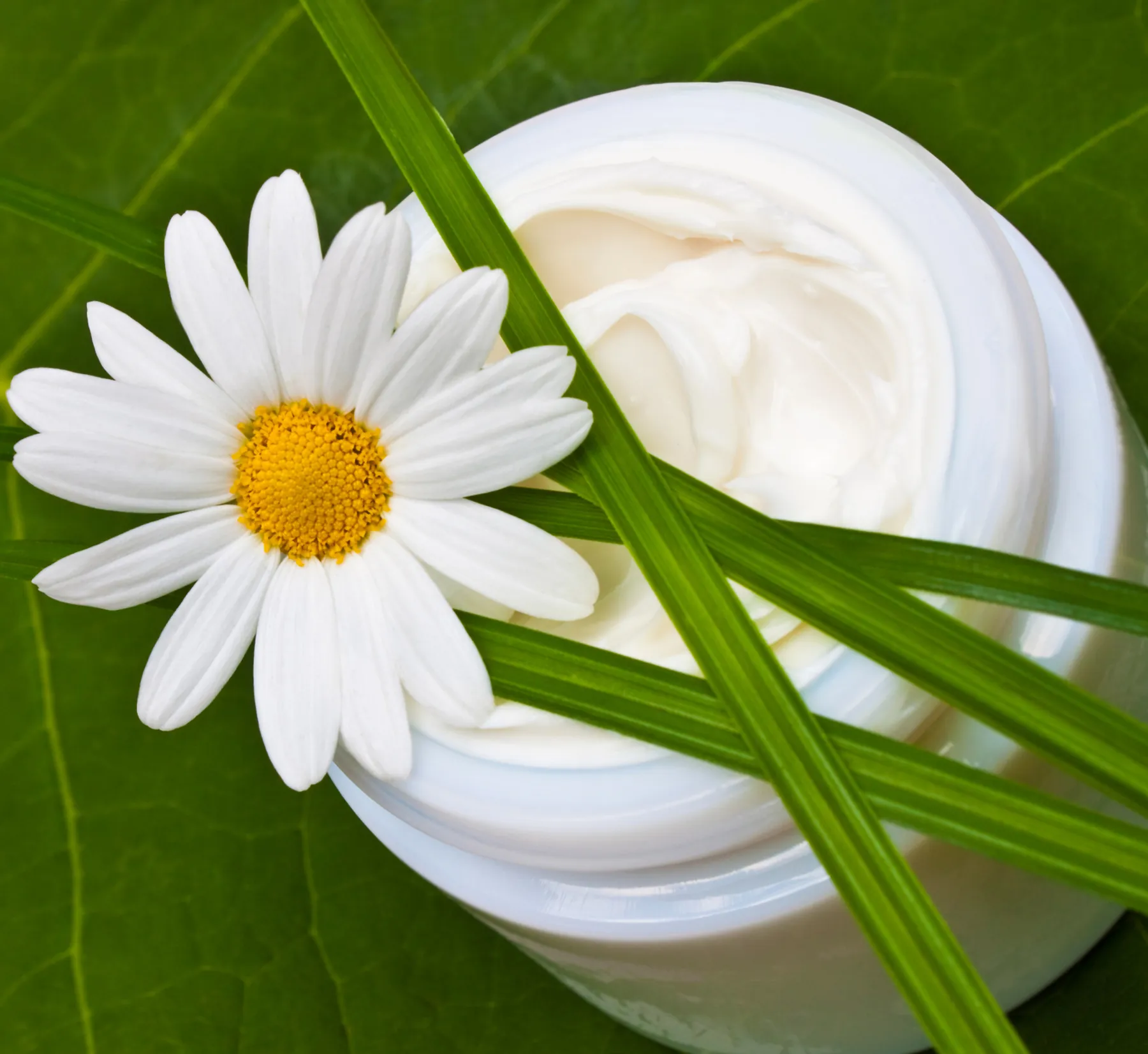 Pflegecreme mit Gänseblümchen